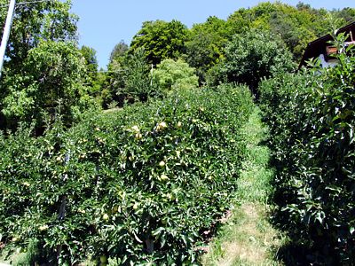 Neben den Weinbergen gibt es auch viele Apfelplantagen.