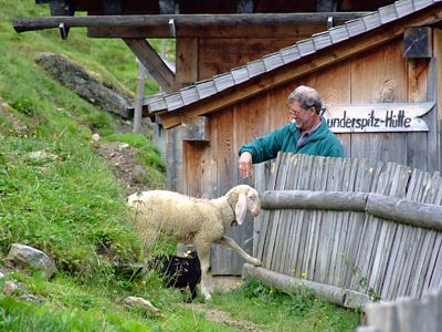 Auch die Schafe sind eher vom ruhigen Typ.