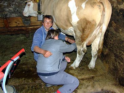 Eine von Gilberts drei Milchkühen. Evi darf die zahmste seine Kühe vormelken.