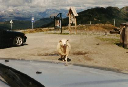 Der Aussichtspunkt beim Tunnel vor Vik. Hier leben Parkplatz-Schafe. Im Hintergrund ist der Langedalsbreen zu erkennen.